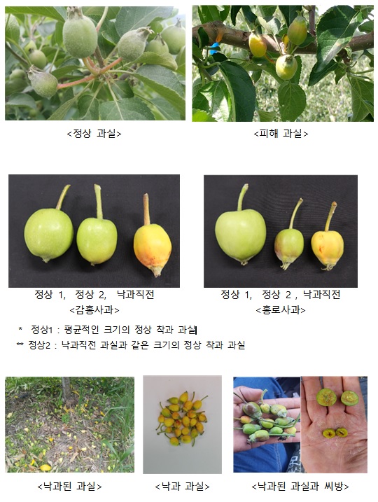 과일 주산지 중심으로 어린 과실 떨어짐 현상 발생 과일 주산지 중심으로 어린 과실 떨어짐 현상 발생